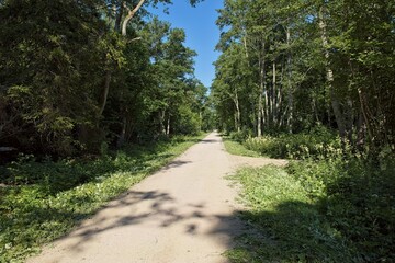 Scenic dirt path winding through a lush green forest on a sunny summer day, Abruka, Saaremaa, Estonia.