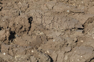 Close-up of Freshly Plowed Dark Brown Agricultural Soil