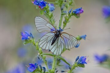 Close-up of Black-veined white (aporia crataegi) butterfly feeding on viper´s bugloss (echium vulgare) flower in summer, Vilsandi, Saaremaa, Estonia.
