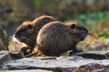Nutria or coypu