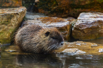 Nutria or coypu