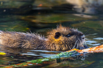 Nutria or coypu