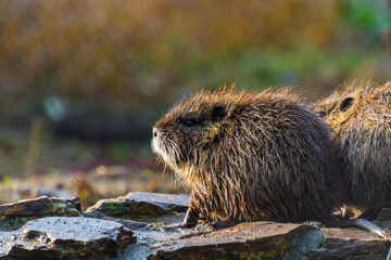 Nutria or coypu