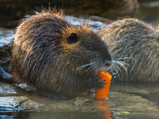 Nutria or coypu
