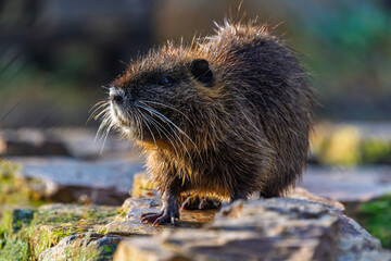 Nutria or coypu