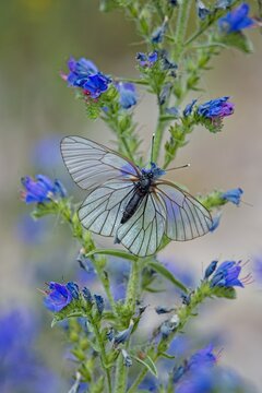 Close-up of Black-veined white (aporia crataegi) butterfly feeding on viper&acute;s bugloss (echium vulgare) flower in summer, Vilsandi, Saaremaa, Estonia.