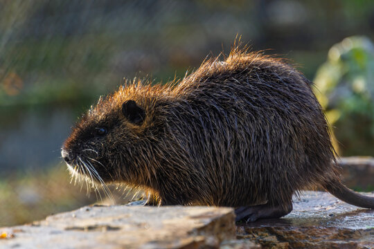 Nutria or coypu