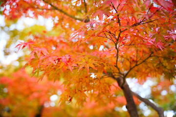 Autumn leaves, imagery, autumn scenery, sunlight's brilliance