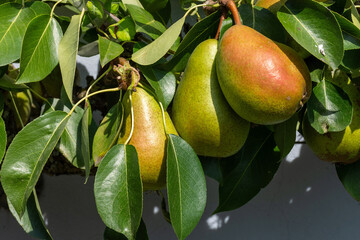 Birnen © Richard Oechsner