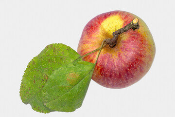 Apfel