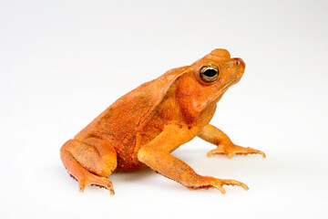 Mitred toad // Ohrenkroete, Falllaubkrötchen (Rhinella margaritifera) - South America