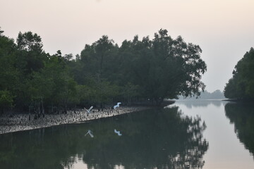 Egrets flying over tranquil river in misty mangrove forest.