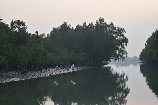Egrets flying over tranquil river in misty mangrove forest.