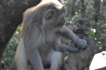 At Sundarbans Parent and baby monkey bonding in the forest wildlife scene.