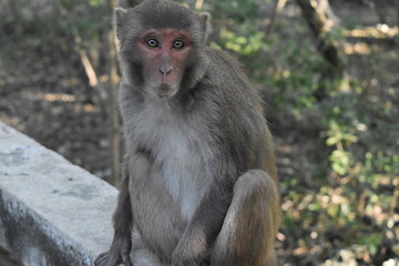 Fototapeta premium At Sundarbans Portrait of a wild macaque sitting on a concrete ledge in the forest.