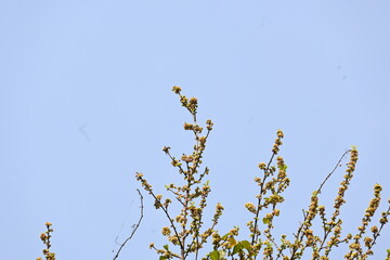 Streblus asper tree flowers. It is a species of flowering plant in the family Moraceae. This tree common names Siamese rough bush, khoi tree, serut tree, and toothbrush tree. Flowering tree.