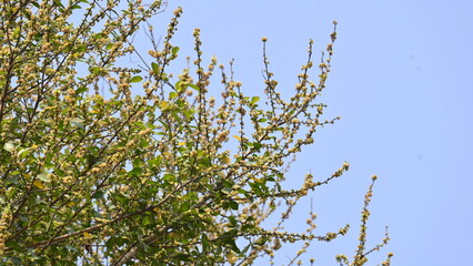 Streblus asper tree flowers. It is a species of flowering plant in the family Moraceae. This tree common names Siamese rough bush, khoi tree, serut tree, and toothbrush tree. Flowering tree.