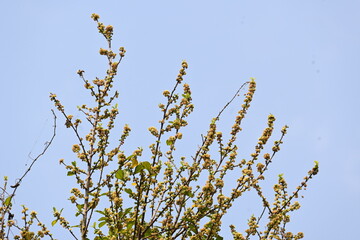 Streblus asper tree flowers. It is a species of flowering plant in the family Moraceae. This tree common names Siamese rough bush, khoi tree, serut tree, and toothbrush tree. Flowering tree.
