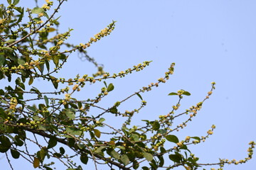 Streblus asper tree flowers. It is a species of flowering plant in the family Moraceae. This tree common names Siamese rough bush, khoi tree, serut tree, and toothbrush tree. Flowering tree.