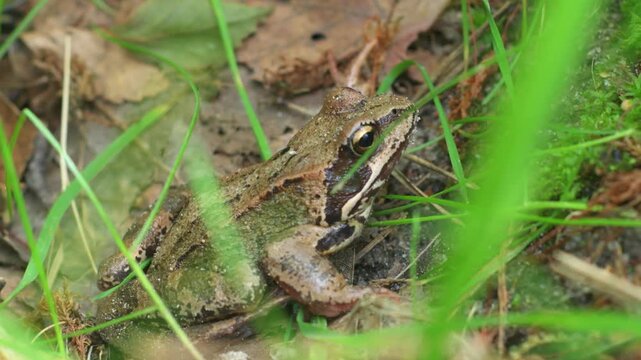 A dark green grass frog sits quietly in the grass.