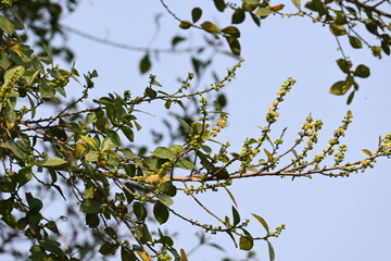 Streblus asper tree flowers. It is a species of flowering plant in the family Moraceae. This tree common names Siamese rough bush, khoi tree, serut tree, and toothbrush tree. Flowering tree.