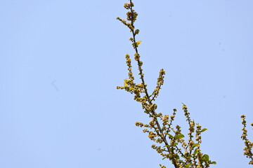Streblus asper tree flowers. It is a species of flowering plant in the family Moraceae. This tree common names Siamese rough bush, khoi tree, serut tree, and toothbrush tree. Flowering tree.