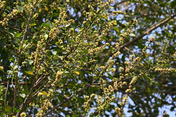 Streblus asper tree flowers. It is a species of flowering plant in the family Moraceae. This tree common names Siamese rough bush, khoi tree, serut tree, and toothbrush tree. Flowering tree.