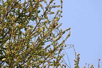Streblus asper tree flowers. It is a species of flowering plant in the family Moraceae. This tree common names Siamese rough bush, khoi tree, serut tree, and toothbrush tree. Flowering tree.