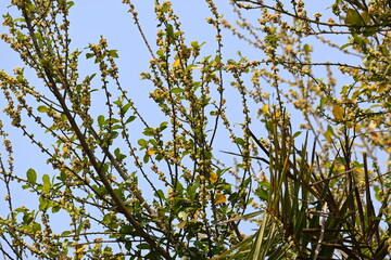 Streblus asper tree flowers. It is a species of flowering plant in the family Moraceae. This tree common names Siamese rough bush, khoi tree, serut tree, and toothbrush tree. Flowering tree.