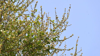 Streblus asper tree flowers. It is a species of flowering plant in the family Moraceae. This tree common names Siamese rough bush, khoi tree, serut tree, and toothbrush tree. Flowering tree.
