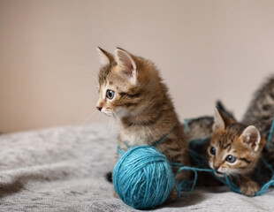 Cute little, gray kittens playing with a ball of thread together on a plain background
