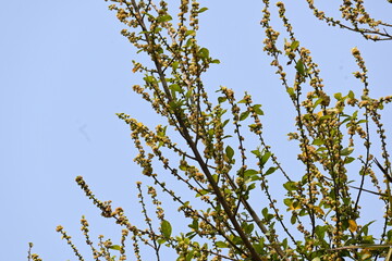Streblus asper tree flowers. It is a species of flowering plant in the family Moraceae. This tree common names Siamese rough bush, khoi tree, serut tree, and toothbrush tree. Flowering tree.