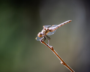 Dragonfly perched on stick with green background