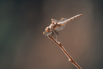 Dragonfly perched on stick with brown background