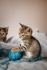 Cute little, gray kittens playing with a ball of thread together on a plain background