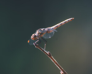 Dragonfly perched on stick with green background