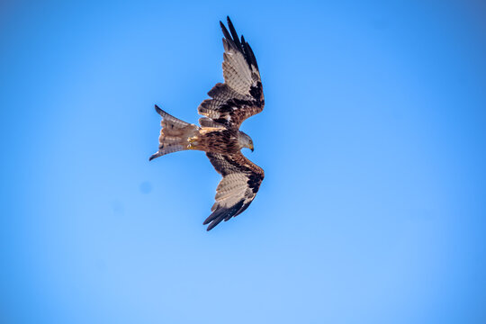 Red kite flying with wings spread against blue sky