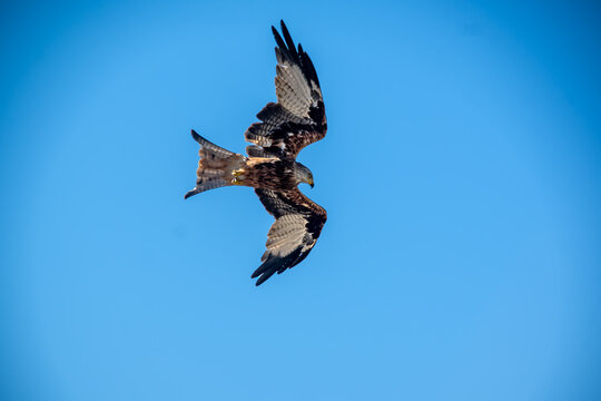 Red kite flying with wings spread against blue sky