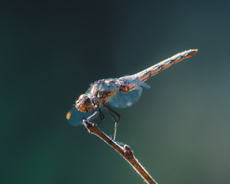 Dragonfly perched on stick
