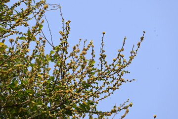 Streblus asper tree flowers. It is a species of flowering plant in the family Moraceae. This tree common names Siamese rough bush, khoi tree, serut tree, and toothbrush tree. Flowering tree.