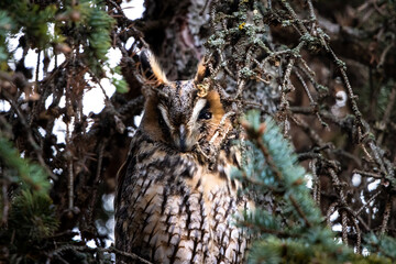 Long eared owl hidden in ambient of coniferous tree