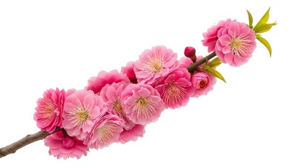 Fototapeta premium Intricate red Chinese knot with a central green jade bead and decorative tassels, a traditional symbol of good luck isolated on a white background