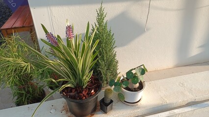 Potted ornamental plants arranged in natural sunlight, showcasing fresh greenery and simple home gardening decor in a bright outdoor setting.