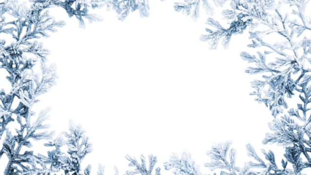 Delicate silver dusty miller leaves forming a natural border around a transparent center