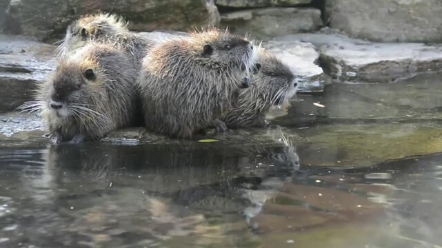 Nutria or coypu, its scientific name is Myocastor coypus