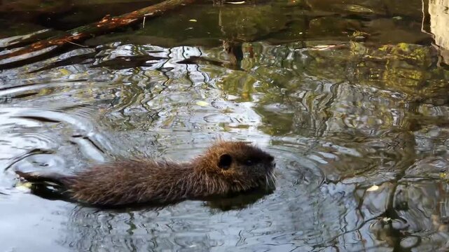 Nutria or coypu, its scientific name is Myocastor coypus
