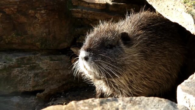 Nutria or coypu, its scientific name is Myocastor coypus