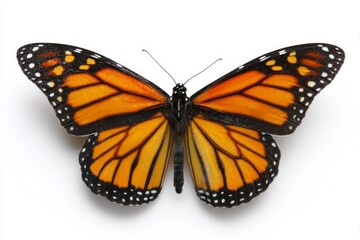 A vibrant orange and black butterfly is perfectly isolated with its colorful wings fully spread open on a pure white background.