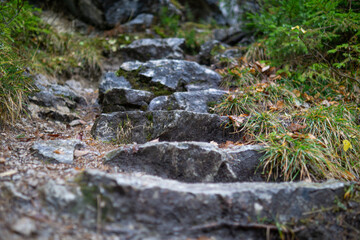 Close Up of Natural Stone Steps in Forest Hiking Trail