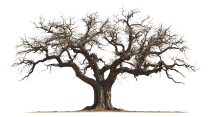 An ancient gnarled olive tree stands majestically against a transparent background